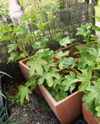 Door zijn hoge groei en weelderige kroon heeft de plant ondersteuning nodig.