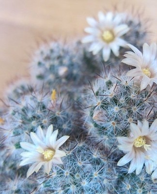 Mais les fleurs de Mammillaria Luthi sont assez grandes, 2-3 boutons apparaissent sur une tige.