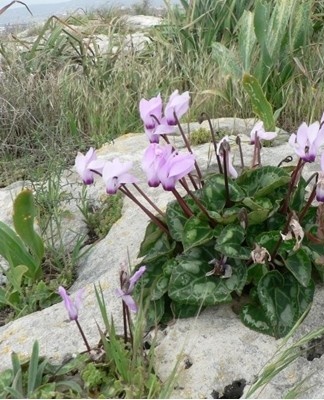 Cette plante est endémique de Chypre.