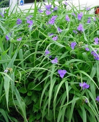 Deze tradescantia wordt gewaardeerd om de decoratieve kwaliteiten van de bloeiwijzen.