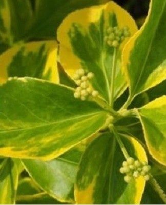 Les feuilles de Nishiki ressemblent à celles de l'érable d'automne jauni en raison des motifs jaunâtres de citron.