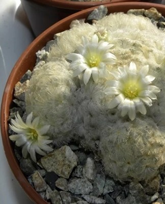 Les tiges sphériques de ce cactus mesurent environ 7 cm de diamètre.