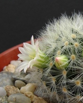 Le cactus n'a pas du tout peur de la lumière directe du soleil, il n'en devient que plus beau.