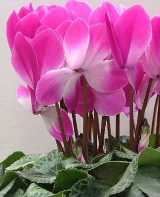 L'un des principaux paramètres auxquels il faut faire attention lors de la culture du cyclamen à la maison.