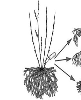 Planten worden geplant als gewone zaailingen.