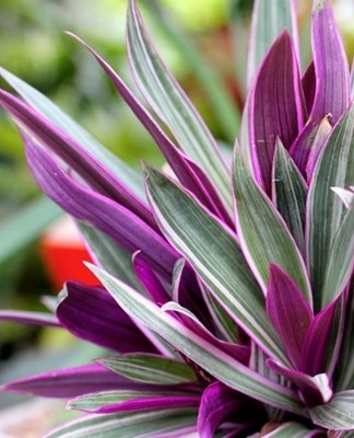 De bloemen zijn oksel en vertegenwoordigen geen bepaald decoratief effect.