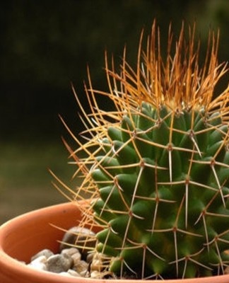 Les lectures de température pour un cactus doivent se situer entre 22 et 27 degrés.