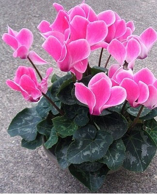 La fertilisation dépend de la saison de croissance du cyclamen.