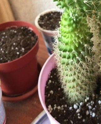 Pour fertiliser les succulentes, des engrais spéciaux sont achetés dans le magasin.