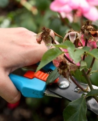 Une taille appropriée est essentielle pour la croissance productive du rosier des grappes.