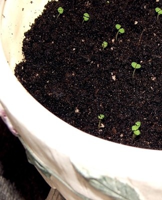 La plante a un petit système racinaire, donc même les bols plats lui conviennent.