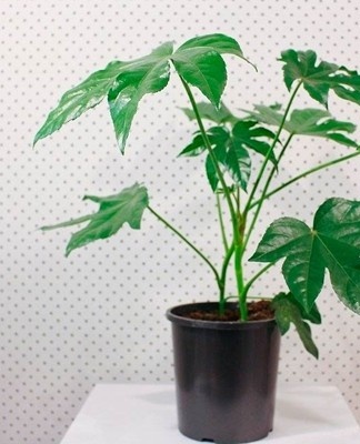 Pour repiquer un jeune fatsia, le pot est sélectionné de 5 cm de diamètre plus grand que le précédent.