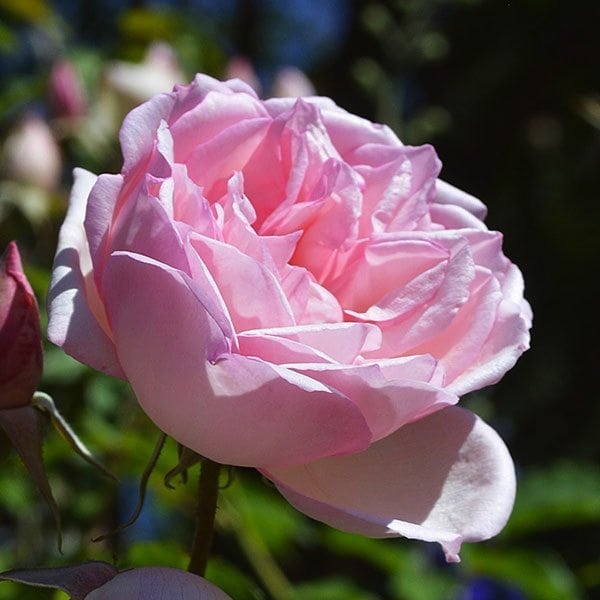 C'est une très belle plante qui a des pétales roses avec une délicate teinte rouge.