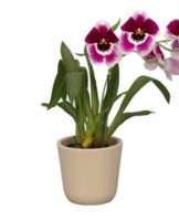 Regels voor het planten en verzorgen van de Miltonia-orchidee thuis, kweekmethoden