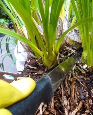 Het wordt aanbevolen om een ​​bodemsubstraat te kopen voor het planten van Miltonia-orchideeën in winkels.