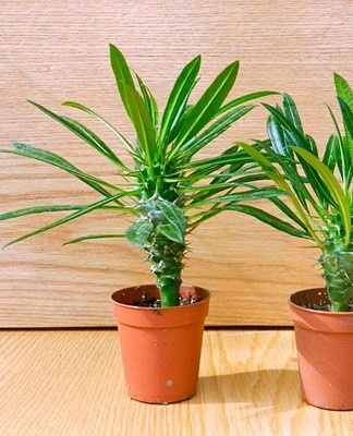 Pachypodium-struiken houden van frisse lucht, maar zijn gevoelig voor tocht.