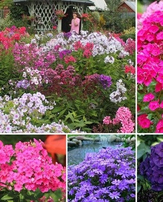 Parterre de fleurs avec phlox