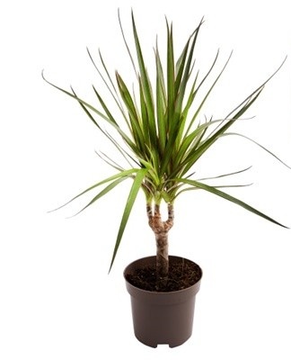 Fans van exotische planten kunnen een dracaena in het appartement planten.