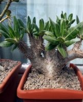 Règles de culture et d'entretien du pachypodium à la maison