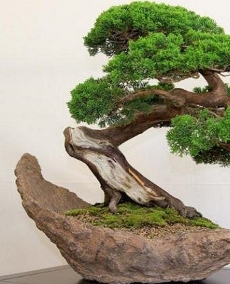 Les arbres miniatures sont magnifiques dans une pièce de style oriental.