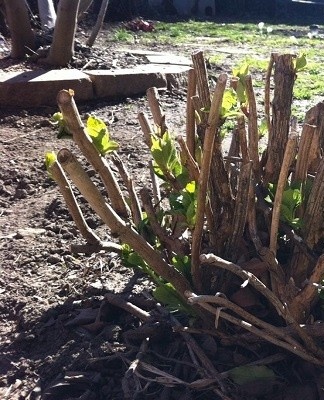 Il est nécessaire d'améliorer la qualité de l'irrigation.