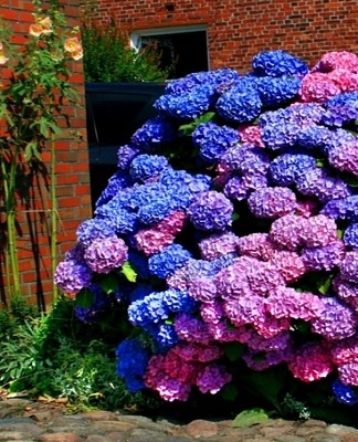 De bloemen zijn roze met een blauwe kern en een groene rand