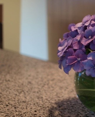 un jeune hortensia peut être placé sur le rebord de la fenêtre.