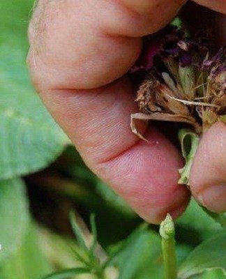 La plante ne doit pas avoir plus de 8 pousses avec 4-5 branches.