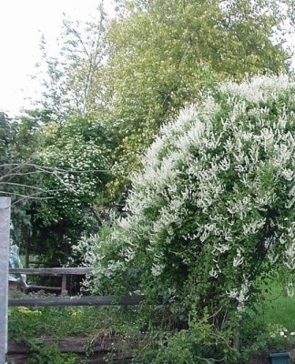 Het behoort tot een van de krachtigste druivensoorten die in ons klimaat worden geteeld.