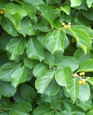 Il est également recommandé d'ameublir régulièrement le sol et de se débarrasser des mauvaises herbes.