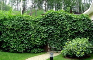 Selectiecriteria en beschrijving van snelgroeiende klimplanten voor verzamelen, planten en verzorgen