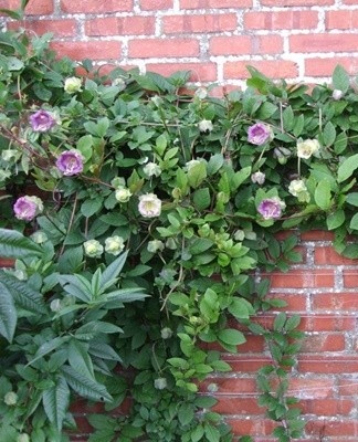 Leur principal inconvénient est que de nouveaux spécimens devront être plantés chaque printemps.