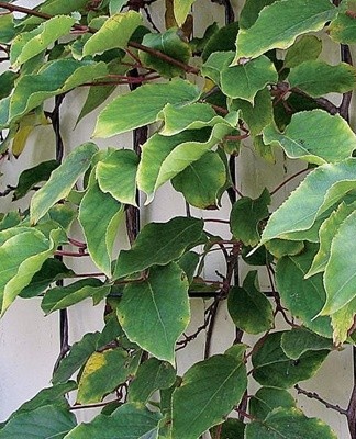 Het voordeel van de plant is dat hij goed bestand is tegen lage temperaturen en koude klimaten.