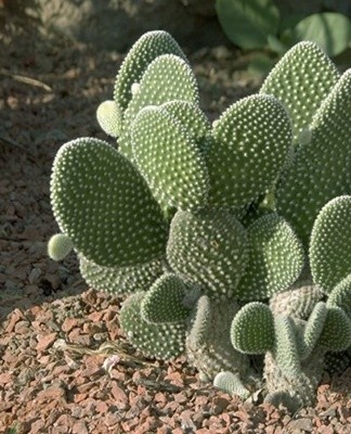 Het ongewone uiterlijk van deze cactusvijgsoort trekt veel bloemenkwekers aan.