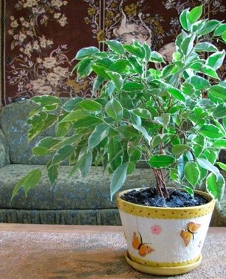 Caractéristiques de la plantation et de l'entretien de Natasha ficus à la maison, en pleine croissance