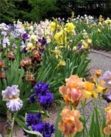 Le schéma de combiner des iris avec d'autres fleurs dans un parterre de fleurs et avec ce qu'il est préférable de planter