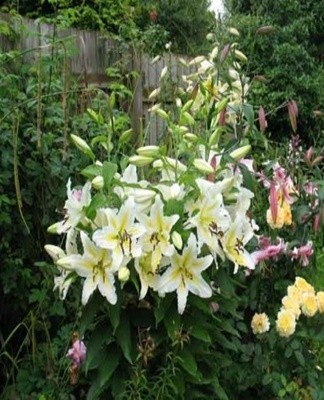 Het wordt niet aanbevolen om deze bloemen naast rozen te planten.