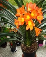 Culture et entretien de clivia à la maison, méthodes d'élevage et description des espèces