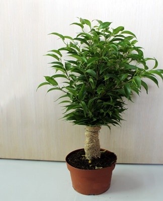 Ficus plant zich op verschillende manieren voort.