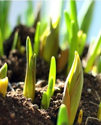 Zaailingen worden eind maart, begin juni getransplanteerd.