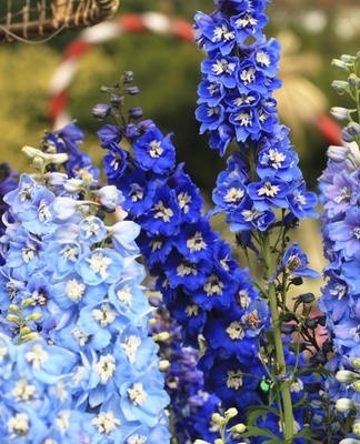 De bloemen zijn blauw, paars, wit.