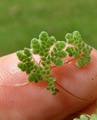 Het is een microscopisch kleine tropische varen die lijkt op open mos.