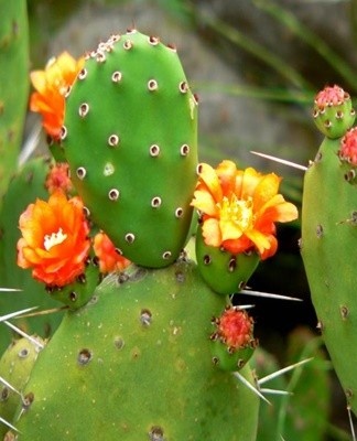 Si la technologie agricole est violée, la succulente perd son effet décoratif et la floraison ne se produit pas du tout.