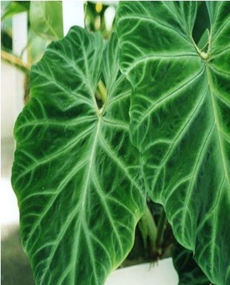 La variété de Philodendron Décoré est une vigne vivace décorative aux feuilles vert foncé