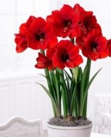 Transplantatie en verzorging van hippeastrum thuis, teeltregels