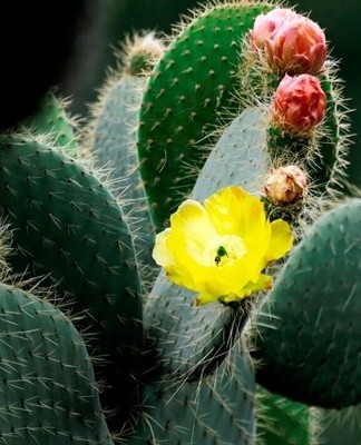 Voor de rustperiode, die duurt voor de cactusvijg, herfst en winter