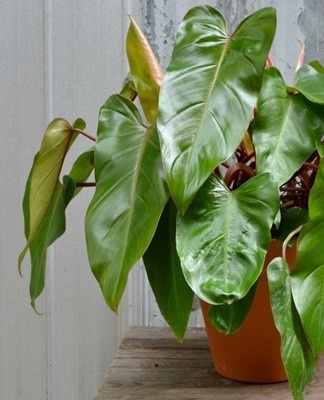 Een zeer decoratieve philodendron, waarvan de jonge bladeren rood geverfd zijn.