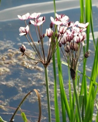 Il contribue à souligner le style laconique du réservoir avec ses feuilles xiphoïdes.