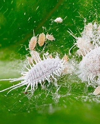 Een klein, ruig wit insect dat de plant koloniseert.