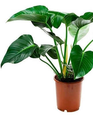 Prendre soin d'un philodendron à différents moments de l'année n'est pas le même et a ses propres caractéristiques.